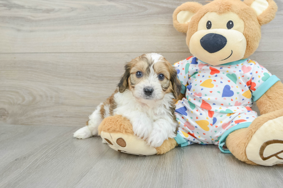 8 week old Cavachon Puppy For Sale - Premier Pups