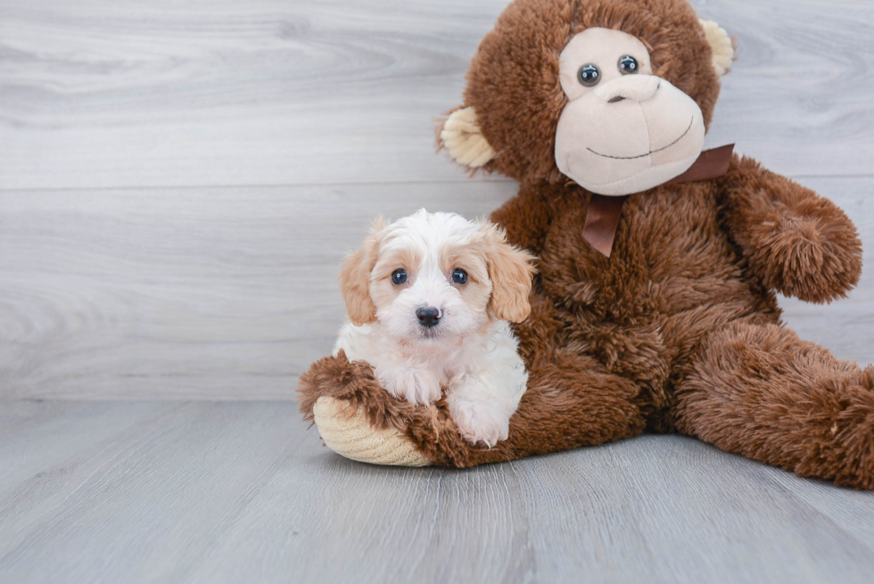 Cavachon Puppy for Adoption