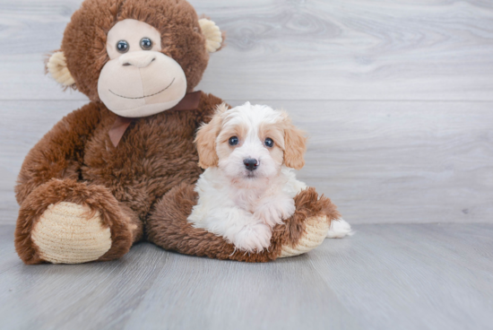 Petite Cavachon Designer Pup