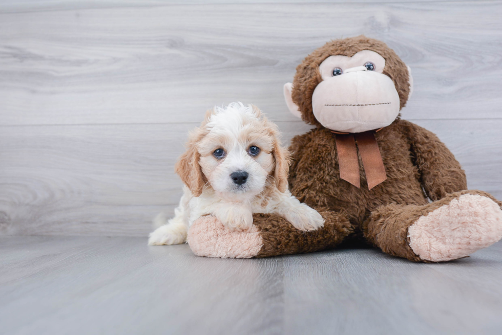 Cavachon Puppy for Adoption