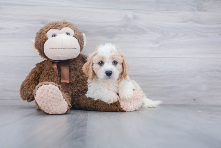 Cavachon Pup Being Cute