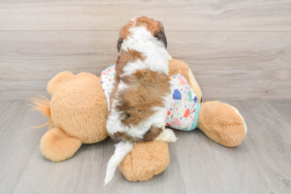 Hypoallergenic Cavalier Bichon Designer Puppy