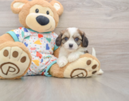 6 week old Cavachon Puppy For Sale - Premier Pups