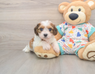 6 week old Cavachon Puppy For Sale - Premier Pups