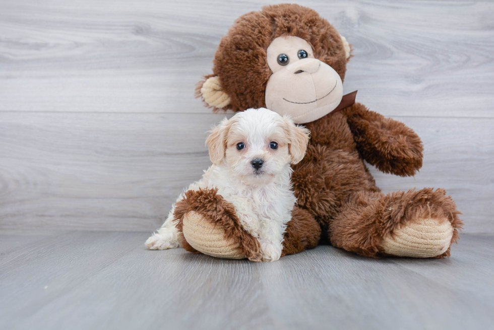 Cavachon Pup Being Cute