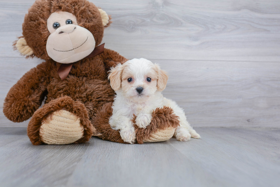 Best Cavachon Baby