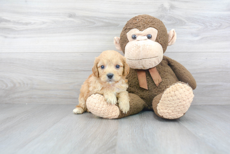 Cavachon Pup Being Cute