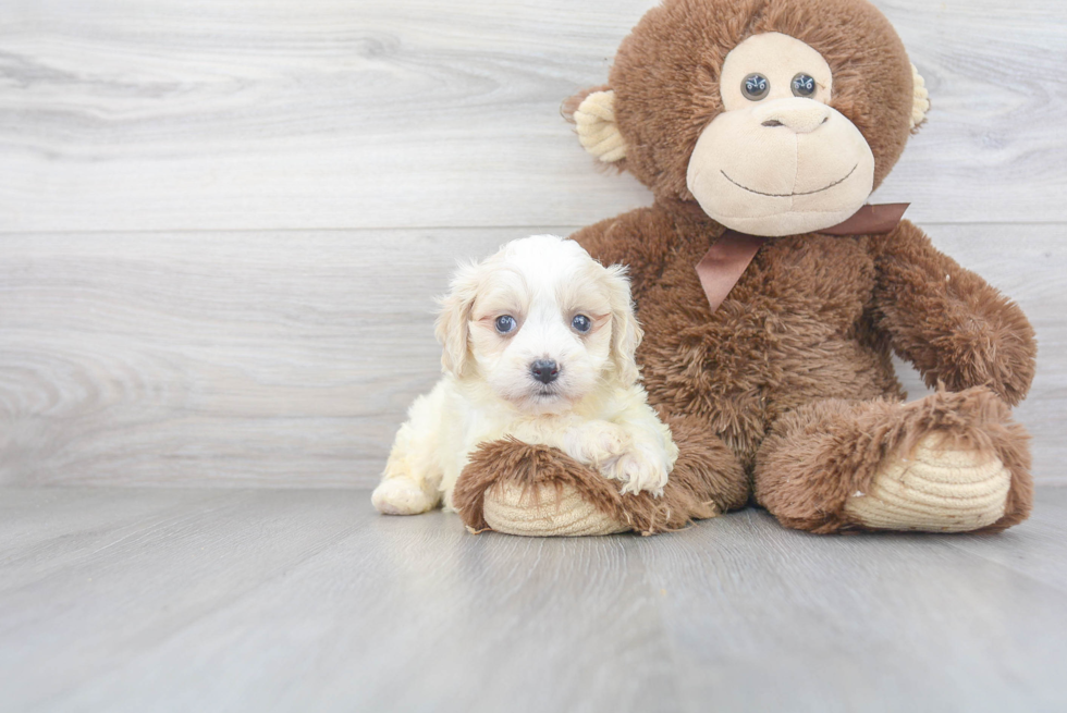 Cavachon Pup Being Cute