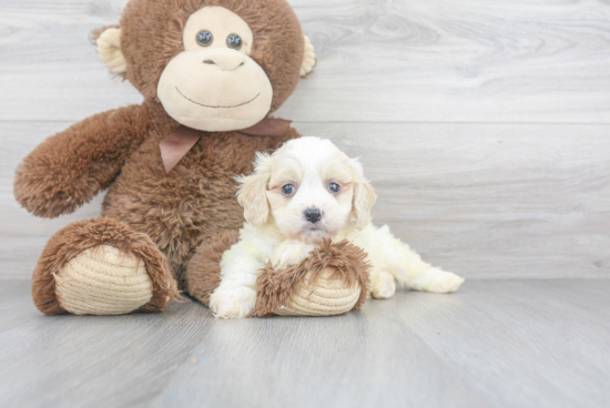 Best Cavachon Baby