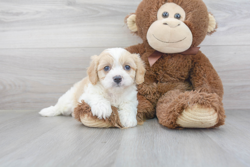 Happy Cavachon Baby