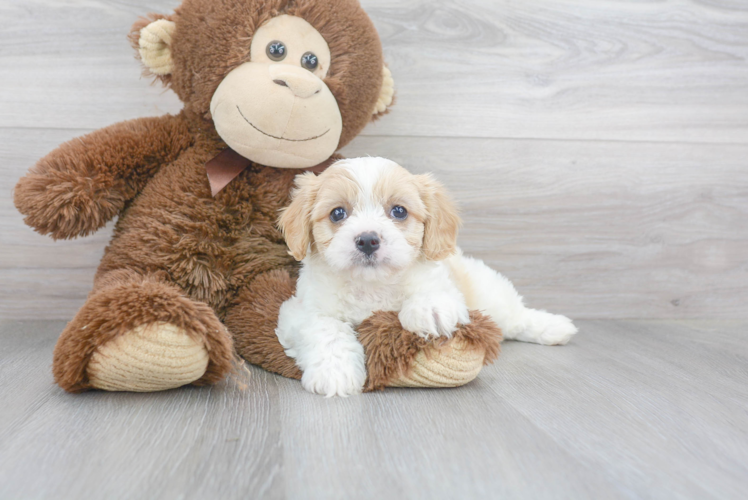 Cavachon Puppy for Adoption