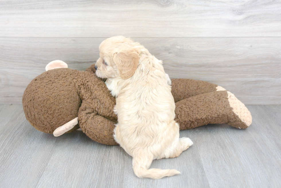 Cavachon Pup Being Cute