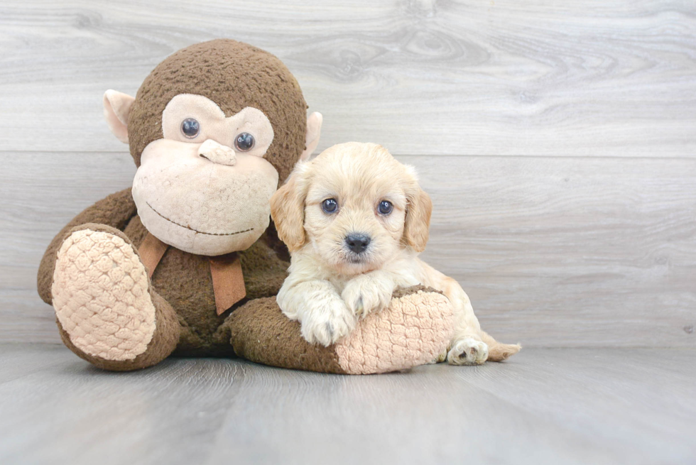 Cavachon Pup Being Cute