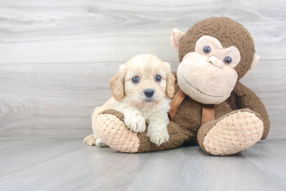 Popular Cavachon Designer Pup