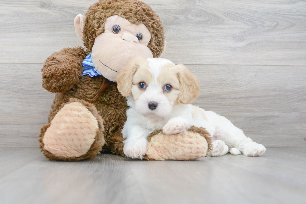 Happy Cavachon Baby