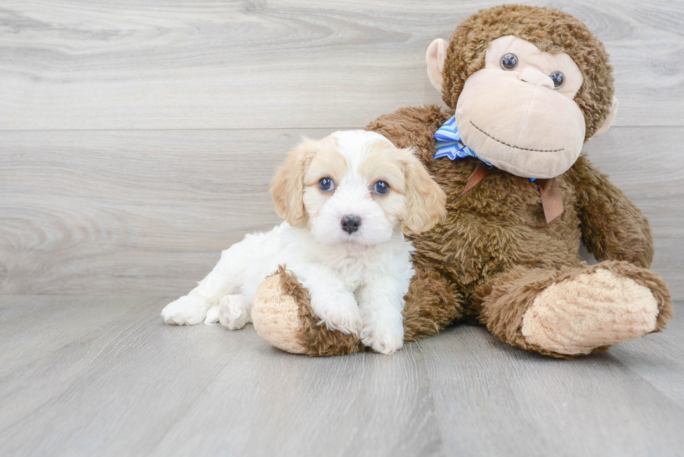 Cavachon Puppy for Adoption