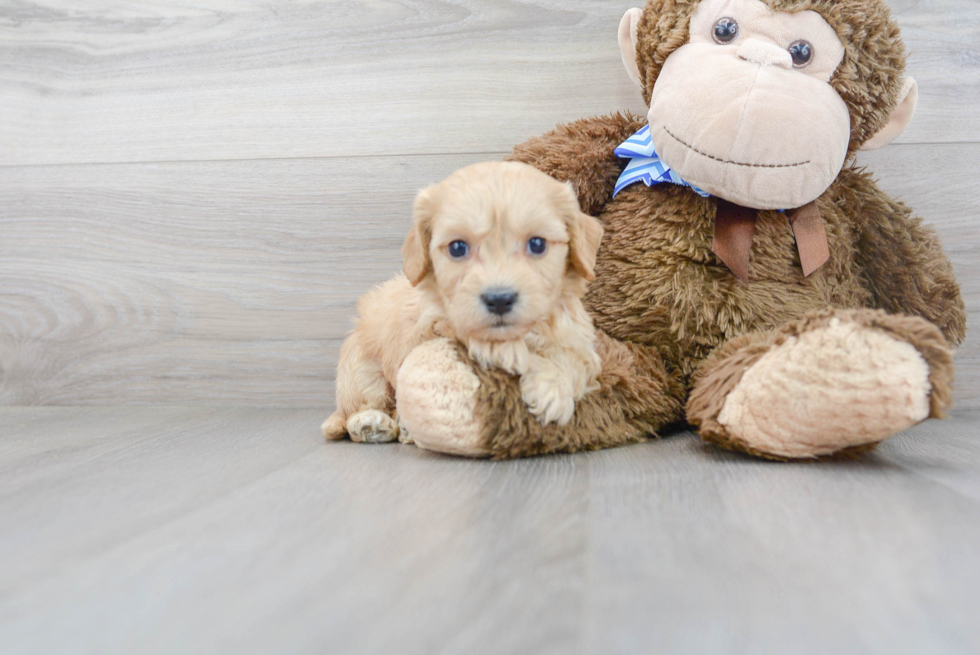 Cavachon Puppy for Adoption