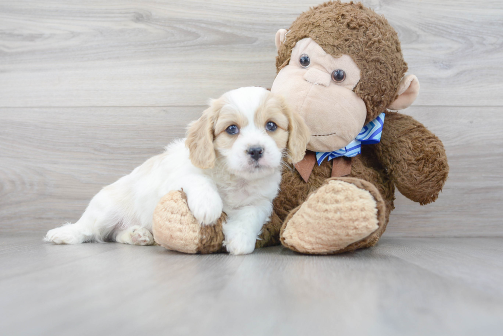 Cavachon Puppy for Adoption