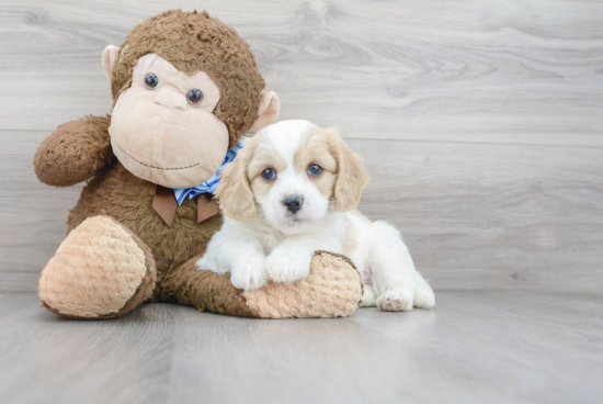 Playful Cavalier Designer Puppy