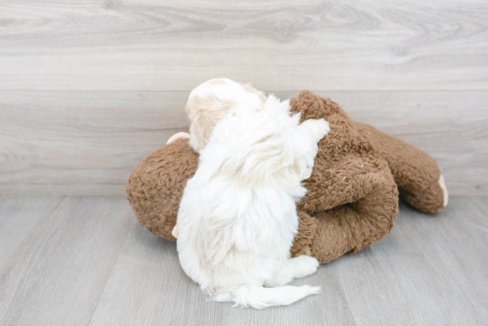 Cute Cavachon Baby