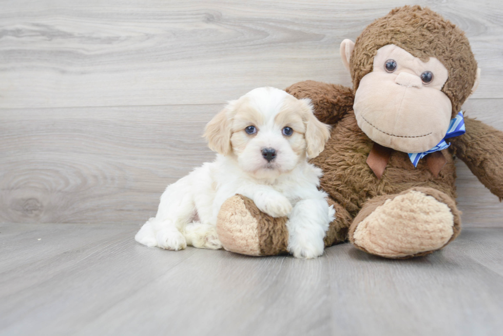 Cute Cavachon Baby