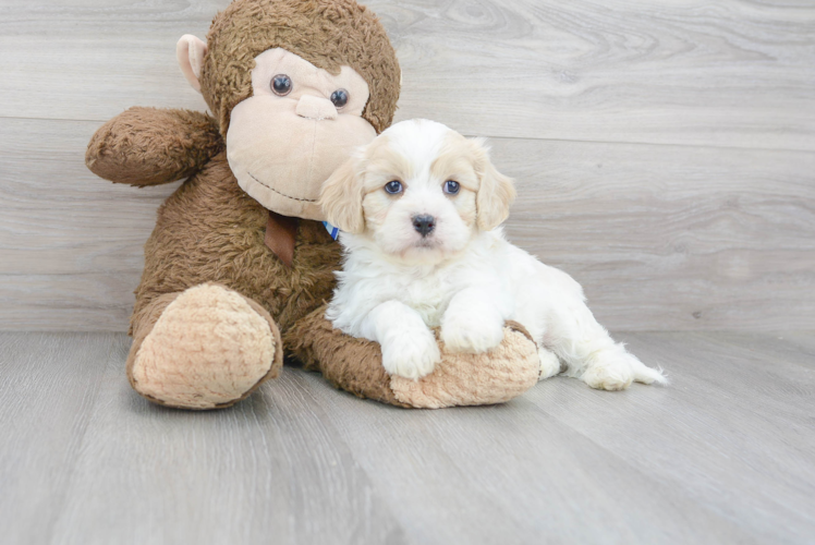 Cavachon Pup Being Cute
