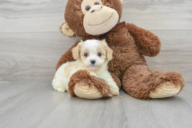 Smart Cavachon Designer Pup