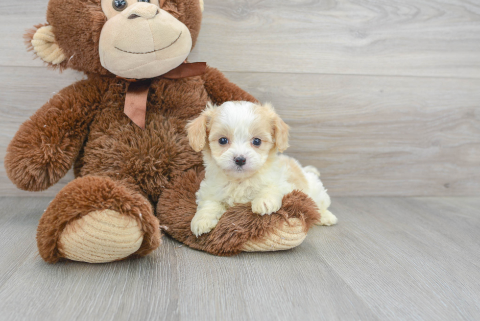 Cavachon Puppy for Adoption