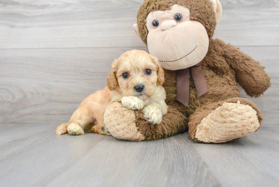 Petite Cavachon Designer Pup