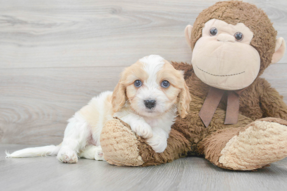 Little Cavalier Designer Puppy