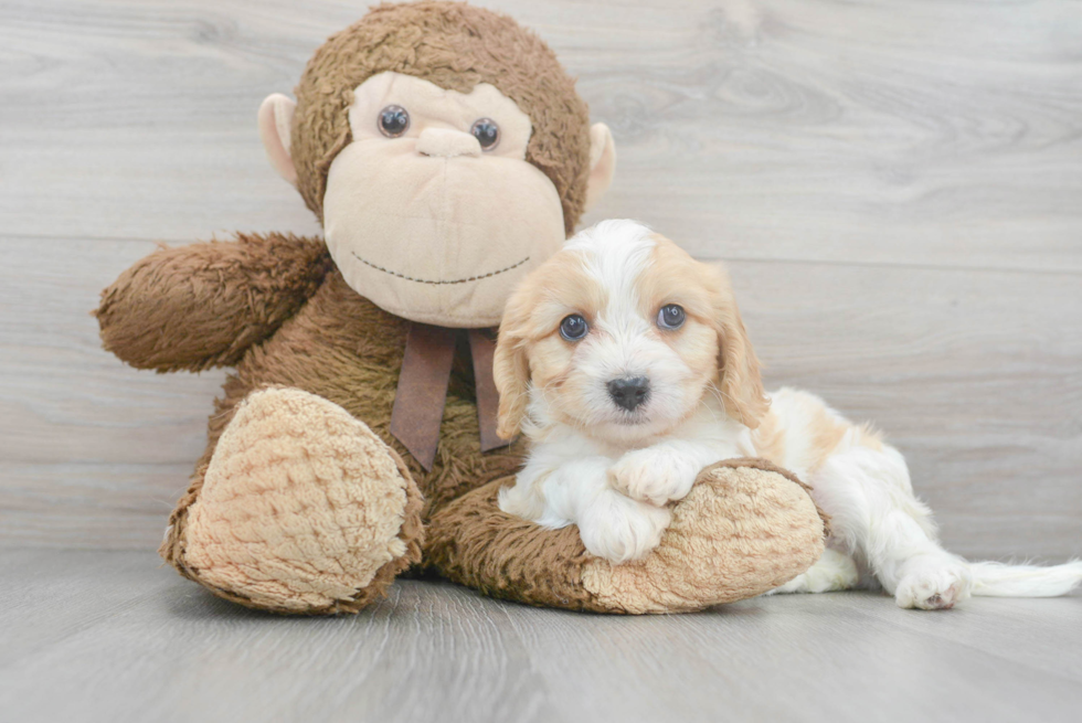 Popular Cavachon Designer Pup