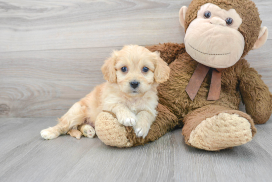 Cavachon Puppy for Adoption