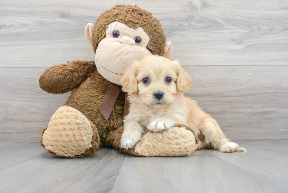 Cavachon Pup Being Cute