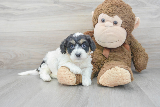 Cavachon Pup Being Cute