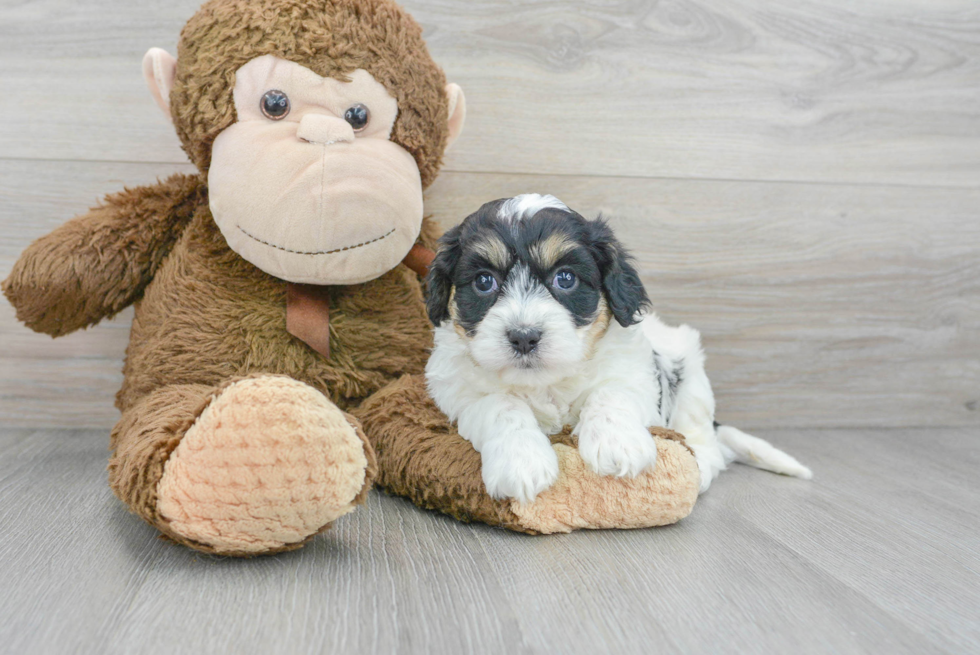 Cavachon Puppy for Adoption