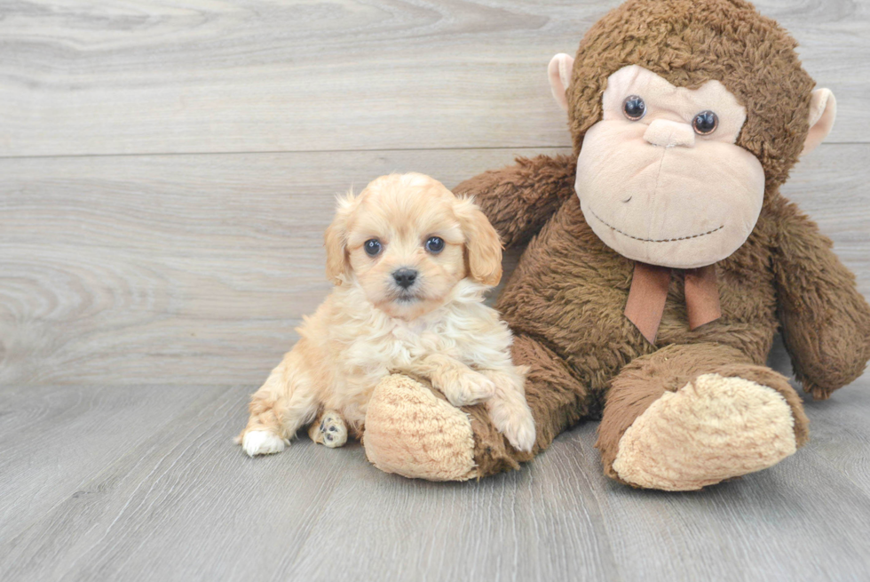 Funny Cavachon Designer Pup