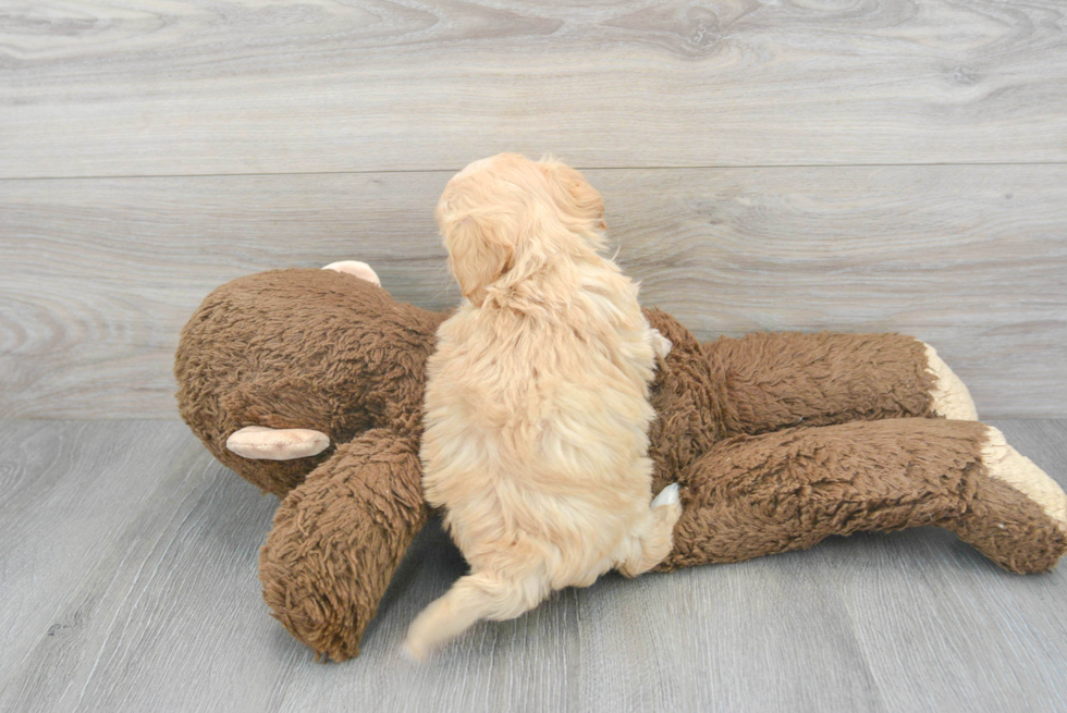 Cavachon Pup Being Cute