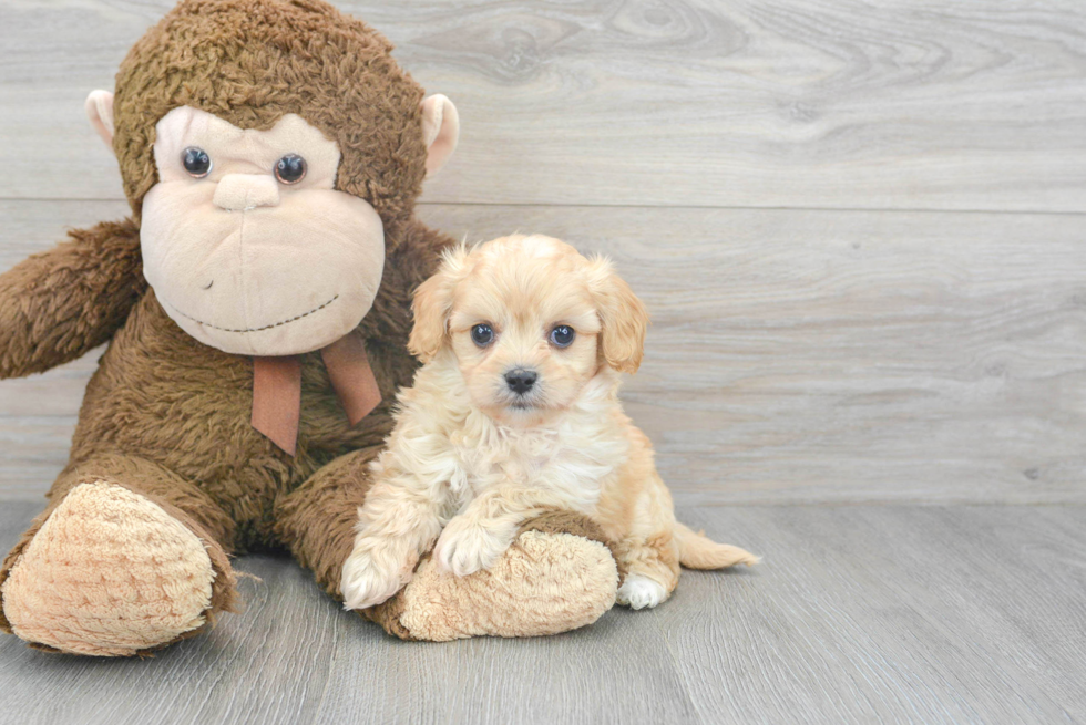 Sweet Cavachon Baby