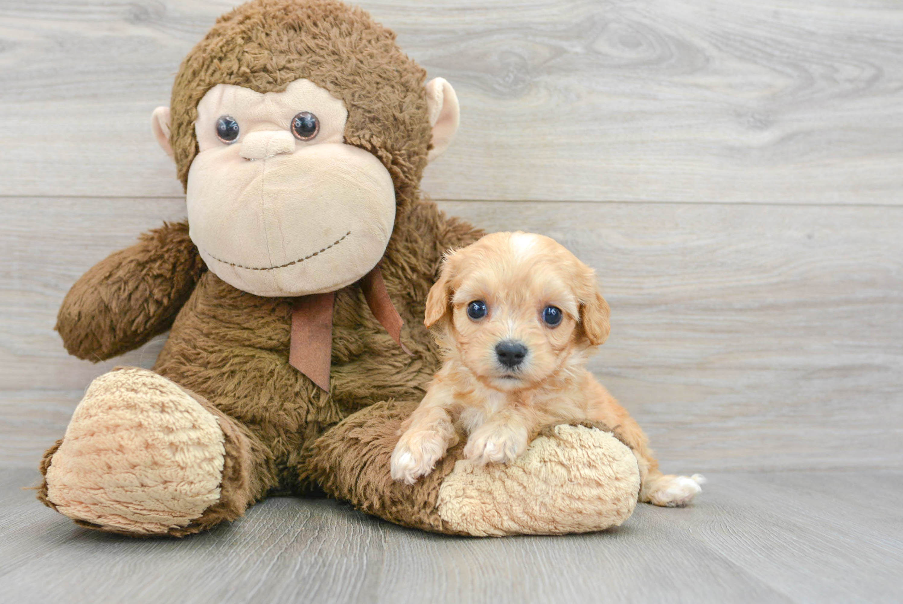 Adorable Cavalier Designer Puppy