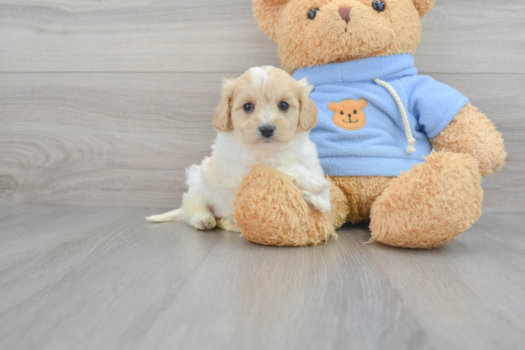 Little Cavalier Designer Puppy