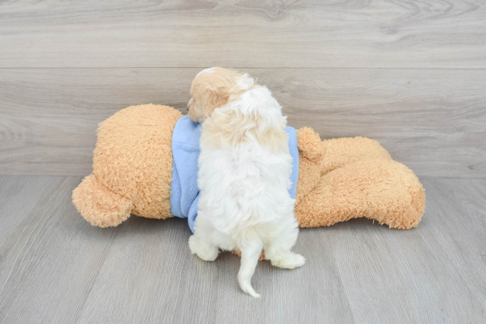 Cavachon Pup Being Cute