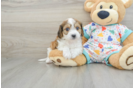 Cavachon Pup Being Cute