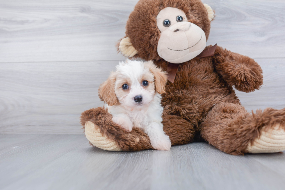 Funny Cavachon Designer Pup