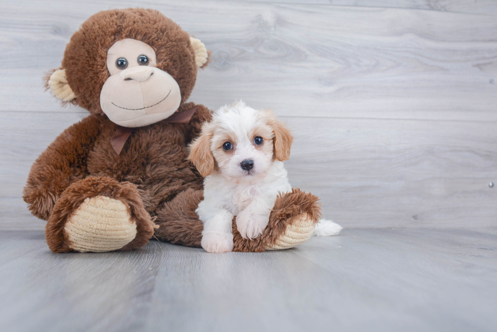 Friendly Cavachon Baby