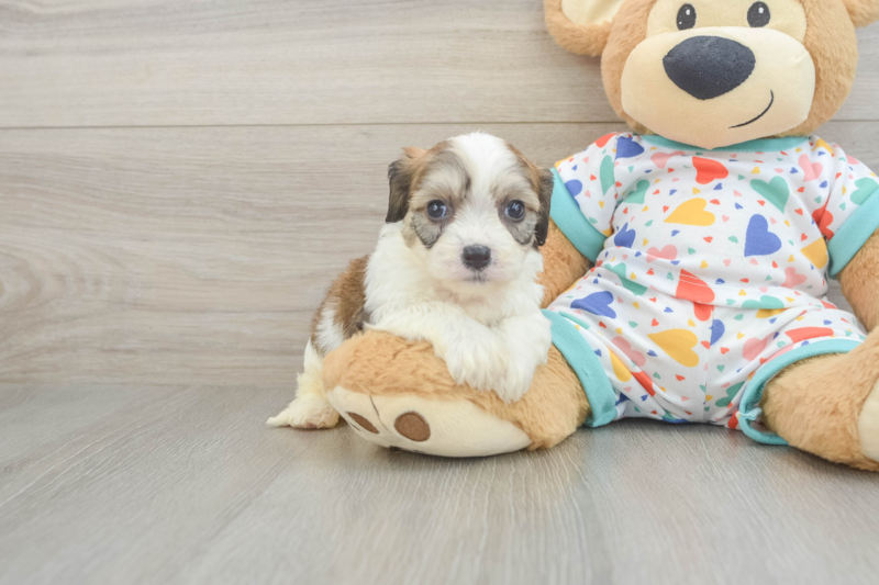 Meet Cindy Lou - our Cavachon Puppy Photo 1/3 - Premier Pups