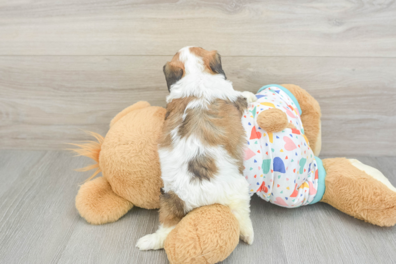 Meet Cindy Lou - our Cavachon Puppy Photo 2/3 - Premier Pups