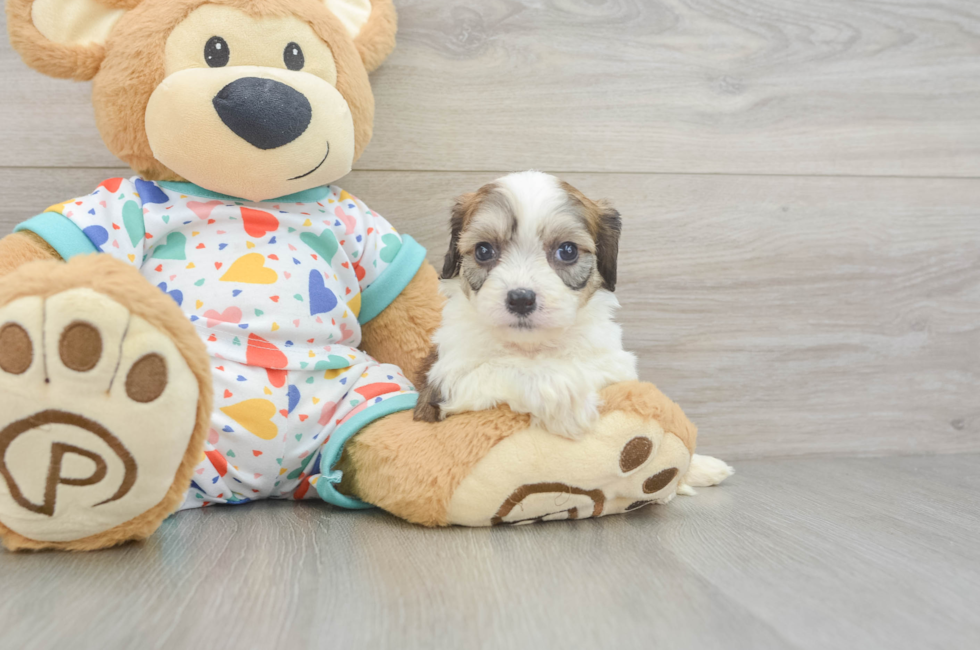 5 week old Cavachon Puppy For Sale - Premier Pups