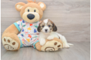 Cavachon Pup Being Cute