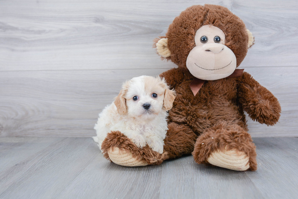 Friendly Cavachon Baby