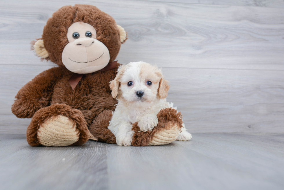 Best Cavachon Baby